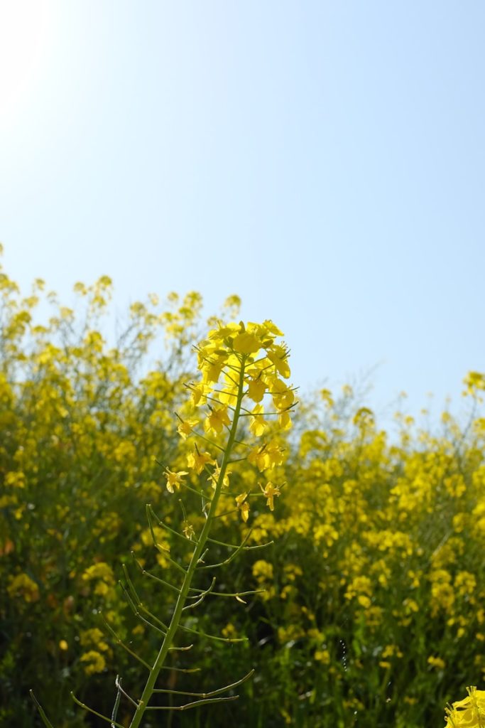 yellow flower with green leaves during daytime
